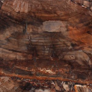 Brown Petrified Wood